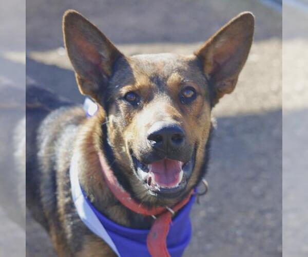 Medium Photo #1 German Shepherd Dog-Unknown Mix Puppy For Sale in San Antonio, TX, USA