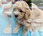 Small #2 ShihPoo