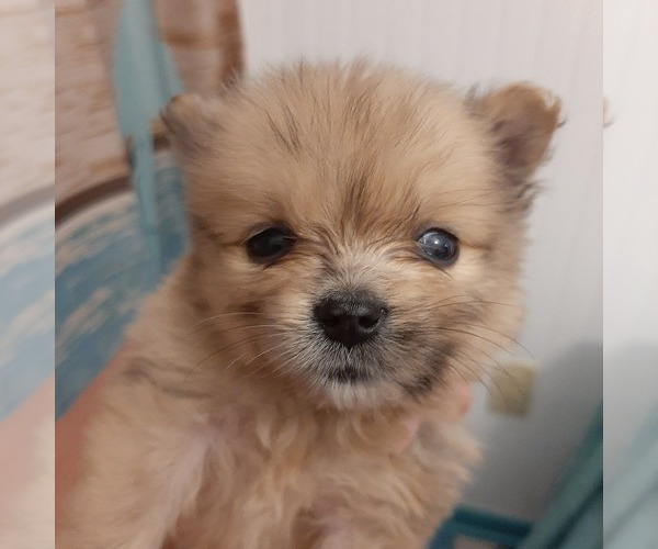 Medium Photo #4 Pomeranian Puppy For Sale in CARTHAGE, TX, USA