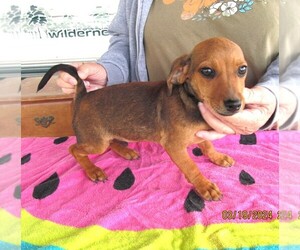 Chiweenie Puppy for sale in RATTAN, OK, USA