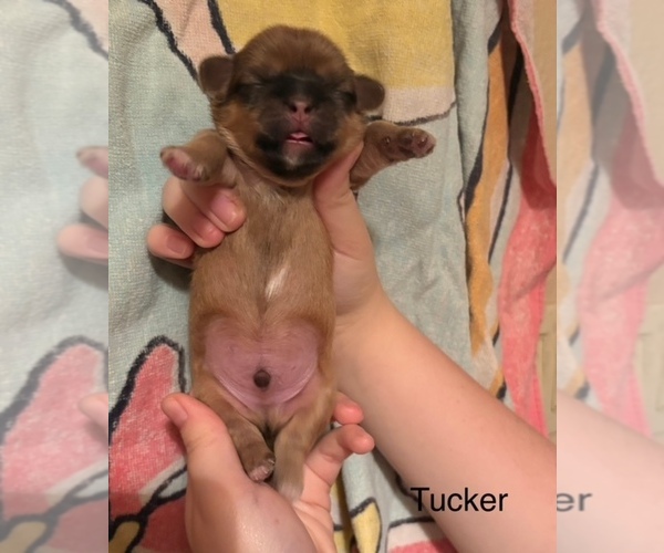 Medium Photo #6 Shih Apso Puppy For Sale in SCOTTSDALE, AZ, USA