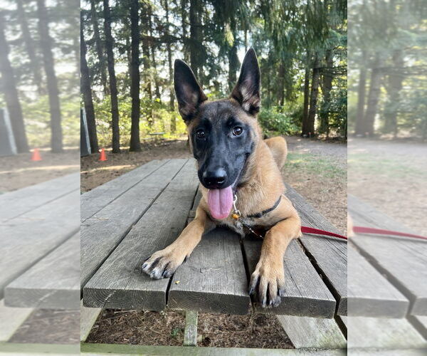 Medium Photo #1 Mutt Puppy For Sale in Imlay City, MI, USA