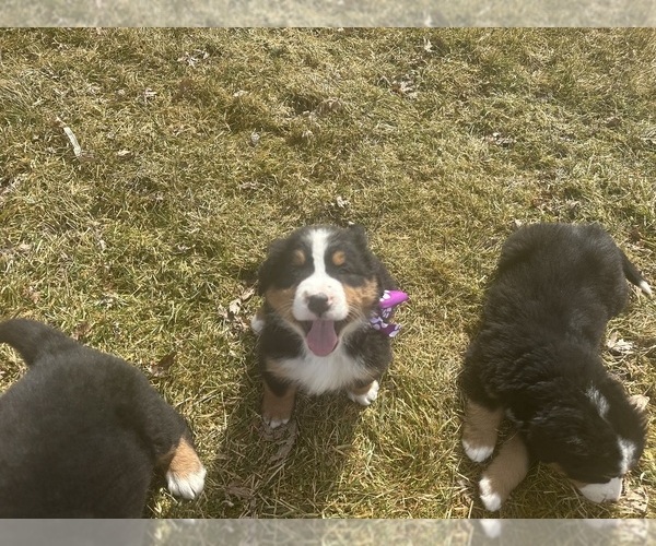 Medium Photo #11 Bernese Mountain Dog Puppy For Sale in ATHENS, WI, USA