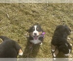 Small #10 Bernese Mountain Dog