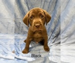 Puppy Puppy 6 Labrador Retriever