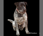 Small #3 Mutt