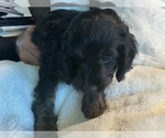 Puppy Rio Puppy 2 Goldendoodle (Miniature)