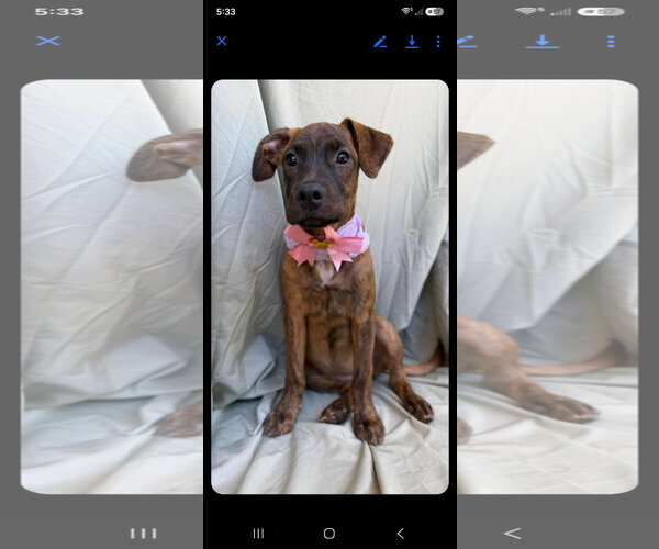 Medium Photo #2 Labrador Retriever-Unknown Mix Puppy For Sale in NYC, NY, USA