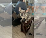 Small #1 French Bulldog