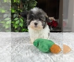 Small #3 Havanese