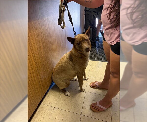 Medium Photo #1 Akita-Texas Heeler Mix Puppy For Sale in Stockton, CA, USA