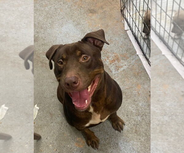 Medium Photo #3 American Pit Bull Terrier-American Staffordshire Terrier Mix Puppy For Sale in Brewster, NY, USA