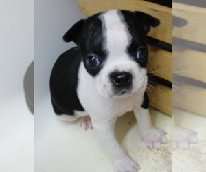 Boston Terrier Puppy for sale in BEND, OR, USA