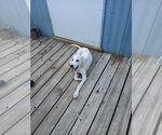 Small #10 Mutt