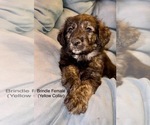 Small Photo #1 English Cream Golden Retriever-Great Pyrenees Mix Puppy For Sale in VAN NUYS, CA, USA