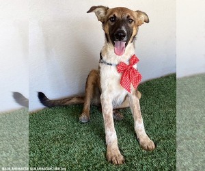 Karla - Female Mutt Dog for Adoption - Photo #3