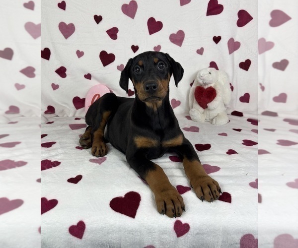 Medium Photo #1 Doberman Pinscher Puppy For Sale in GREENFIELD, IN, USA