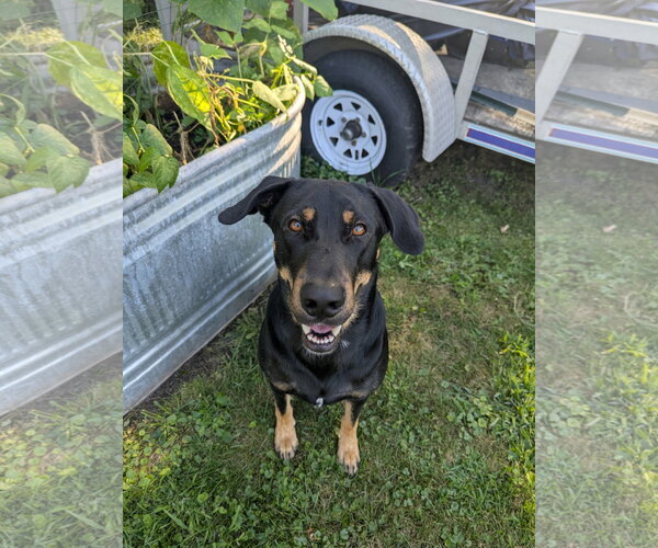 Medium Photo #2 Doberman Pinscher-Unknown Mix Puppy For Sale in Minneaoplis, MN, USA