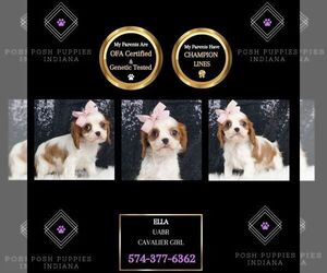 Cavalier King Charles Spaniel Puppy for sale in WARSAW, IN, USA