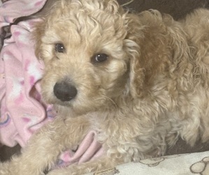 Goldendoodle Puppy for sale in HONEY GROVE, TX, USA