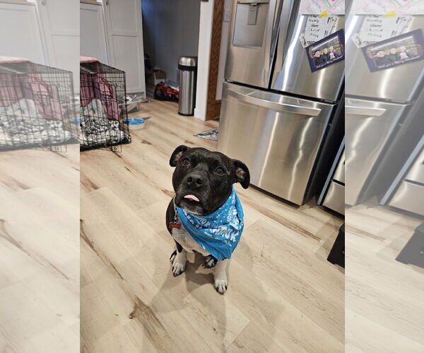 Medium Photo #3 American Pit Bull Terrier-Unknown Mix Puppy For Sale in Farmington, MN, USA