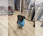 Small #2 American Pit Bull Terrier Mix