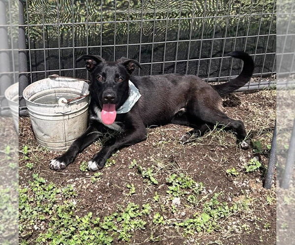 Medium Photo #1 Mutt Puppy For Sale in Abbeville, LA, USA
