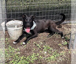 Mutt Dogs for adoption in Abbeville, LA, USA