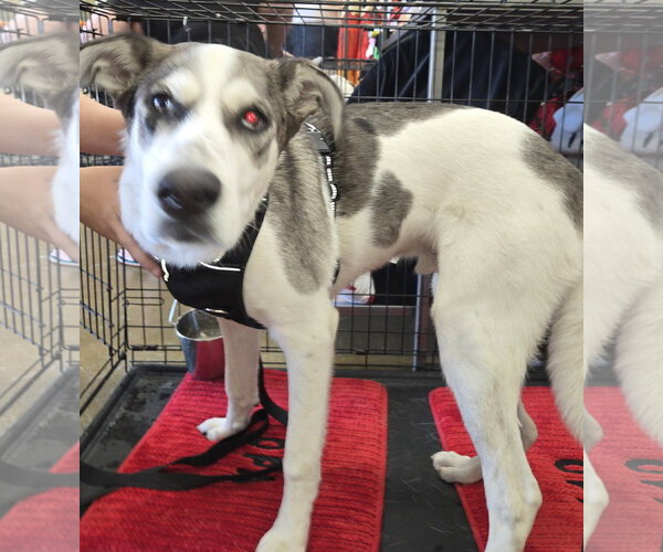 Medium Photo #2 Great Dane-Unknown Mix Puppy For Sale in The Woodlands, TX, USA