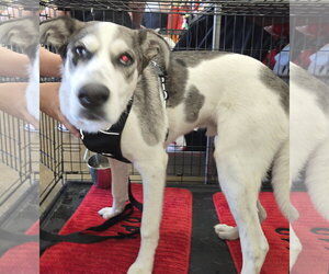 Woody - Male Great Dane-Unknown Mix Dog for Adoption - Photo #2