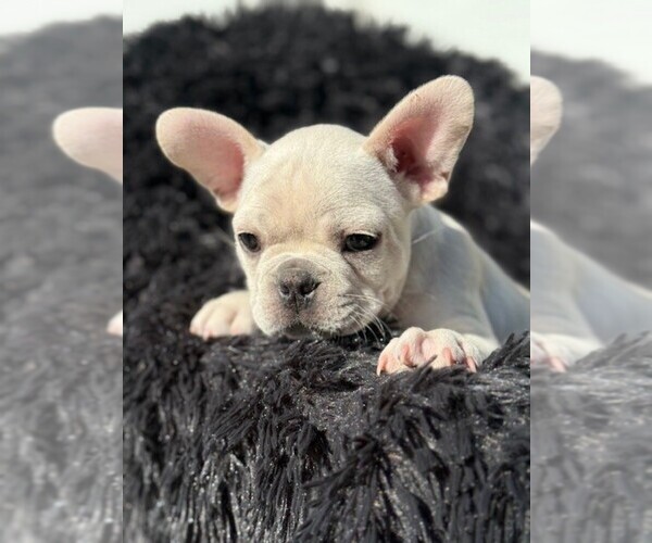 Medium Photo #5 Faux Frenchbo Bulldog-French Bulldog Mix Puppy For Sale in MOUNDRIDGE, KS, USA