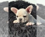 Small #4 Faux Frenchbo Bulldog-French Bulldog Mix