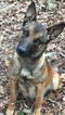 Small Photo #1 Belgian Malinois Puppy For Sale in BLACK ROCK, AR, USA