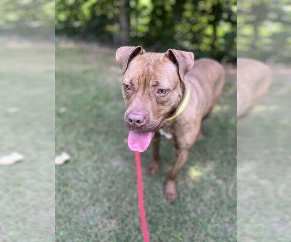 Medium Photo #10 Labrador Retriever-Unknown Mix Puppy For Sale in Atlanta, GA, USA