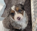 Puppy Missy Australian Shepherd-Bernedoodle Mix