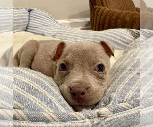 Medium Photo #2 American Pit Bull Terrier-Unknown Mix Puppy For Sale in Spring Lake, NC, USA