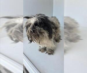 Shih Tzu Dogs for adoption in Houston, TX, USA