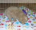 Small Photo #3 Poodle (Toy) Puppy For Sale in ORO VALLEY, AZ, USA
