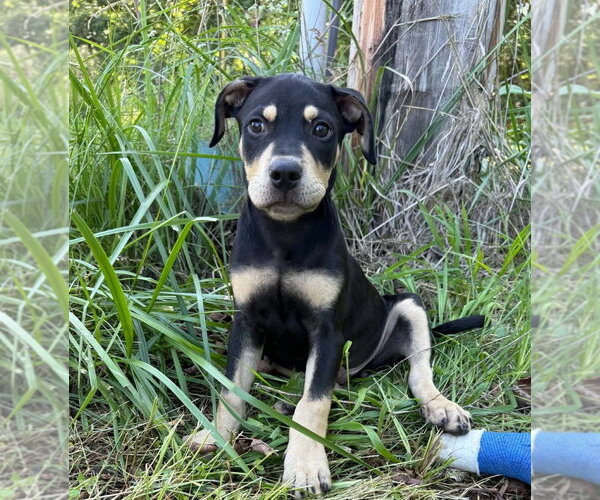 Medium Photo #1 Labrador Retriever-Unknown Mix Puppy For Sale in Bolivar, MO, USA