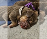 Small Photo #3 Bloodhound Puppy For Sale in SULLIVAN, MO, USA