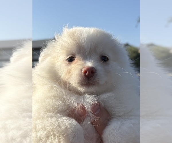 Medium Photo #1 Pomeranian Puppy For Sale in WESTLAKE VILLAGE, CA, USA