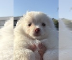 Small Pomeranian