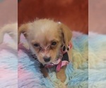 Small Photo #86 Yorkshire Terrier Puppy For Sale in AKRON, OH, USA
