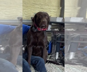 Father of the Labrador Retriever puppies born on 05/18/2025