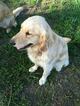 Small Photo #1 Golden Retriever Puppy For Sale in OAKHURST, CA, USA