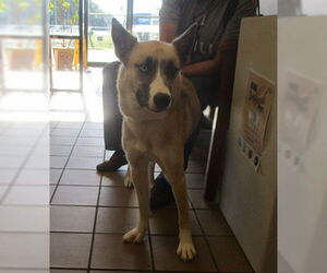 German Shepherd Dog-Siberian Husky Mix Dogs for adoption in Ocala, FL, USA