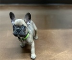 Small Photo #4 French Bulldog Puppy For Sale in NASHVILLE, TN, USA