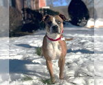 Small #20 Boxer Mix