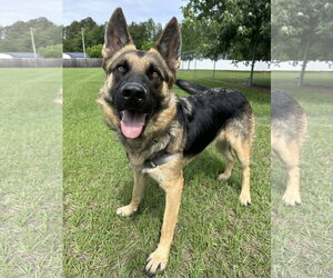 Teddy Bear - Male German Shepherd Dog Dog for Adoption - Photo #5