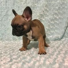 View Ad: French Bulldog Puppy for Sale near Rhode Island, CRANSTON, USA ...